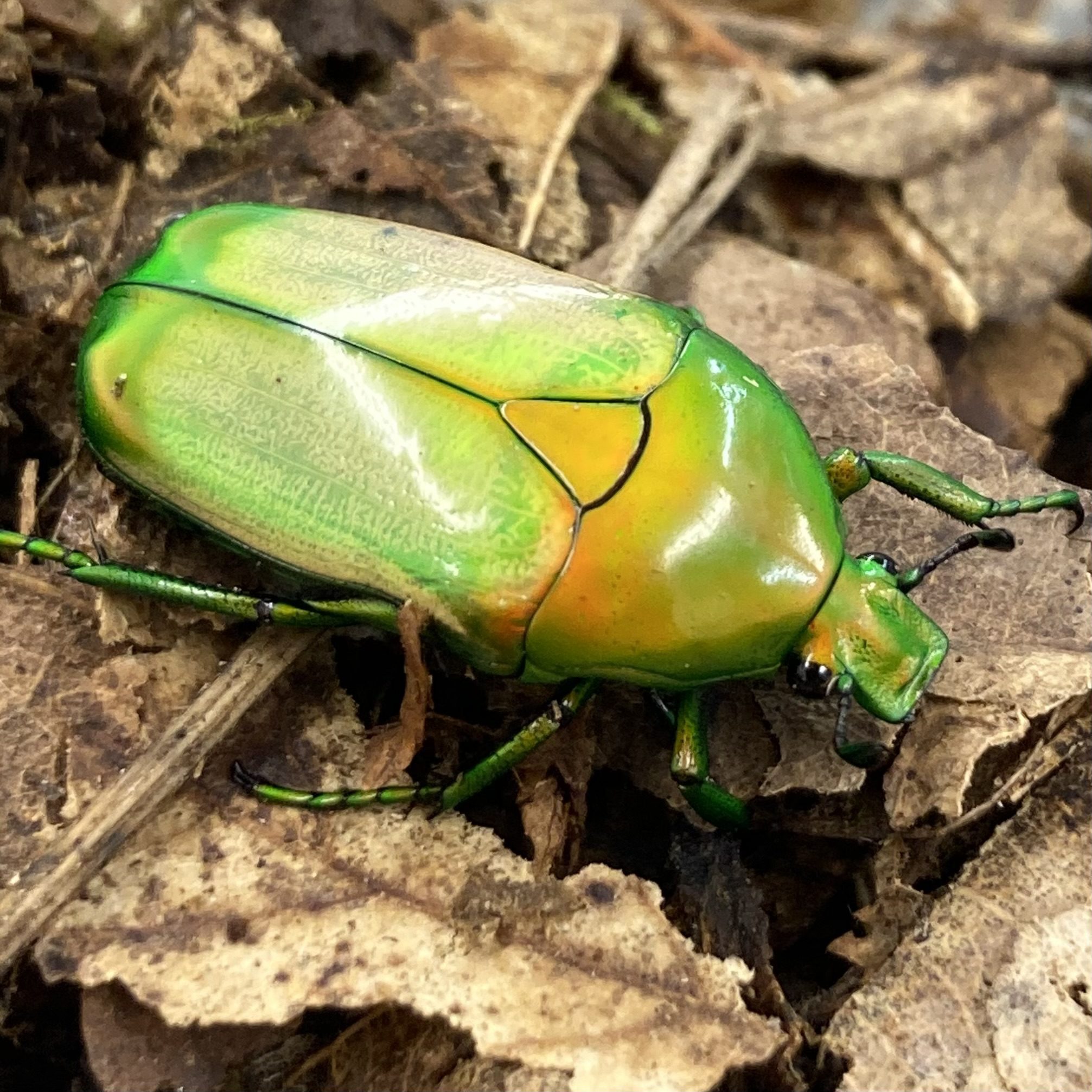 WC African Flower Beetle