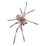 WC Israeli Huntsman Spider