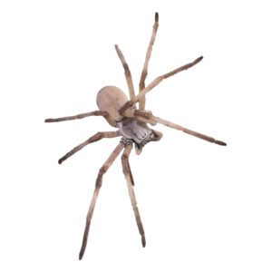 WC Israeli Huntsman Spider