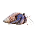 WC Purple Hermit Crab