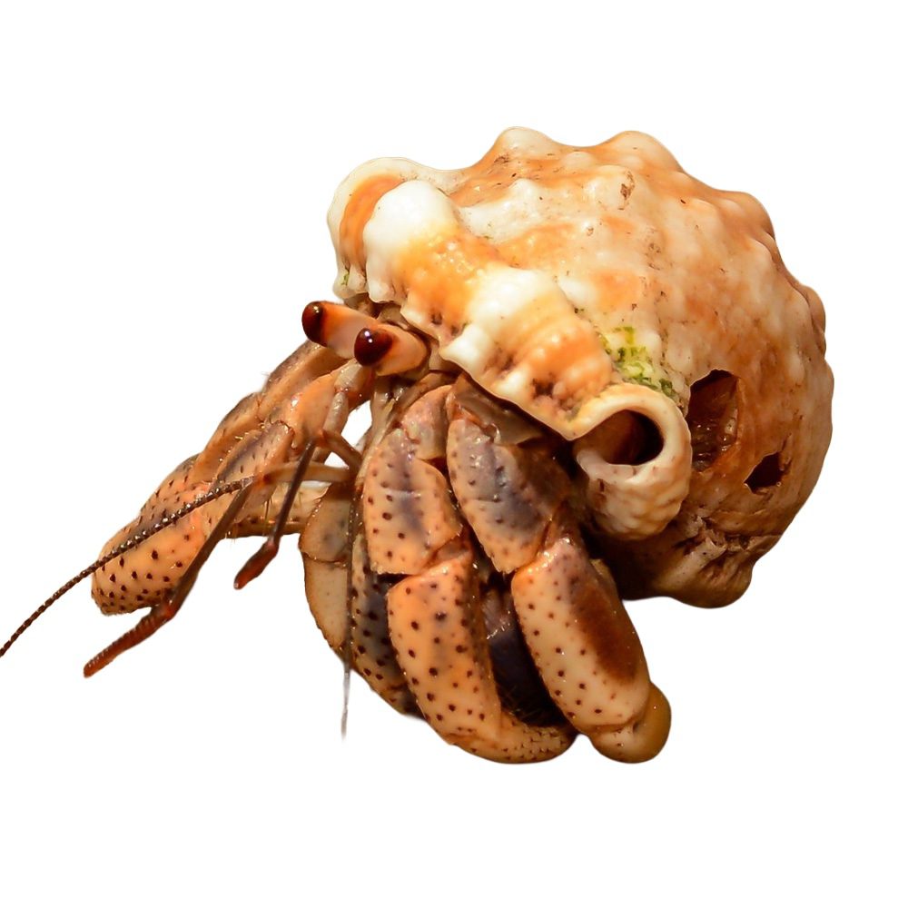 WC Purple Hermit Crab