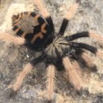 CB 3-4cm Greenbottle Blue Tarantula