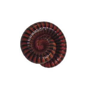 WC Black Fire Millipede