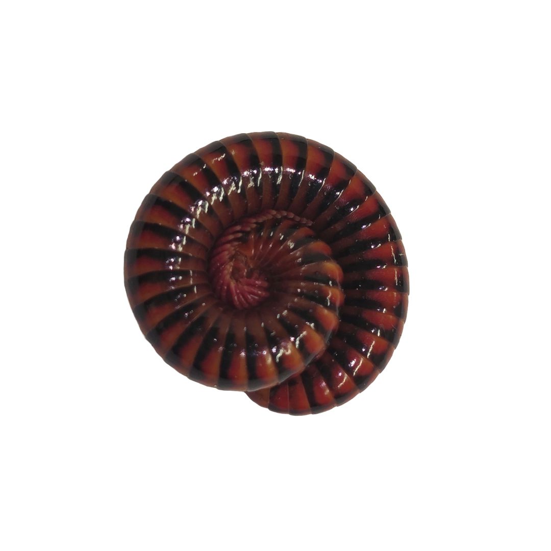 WC Black Fire Millipede