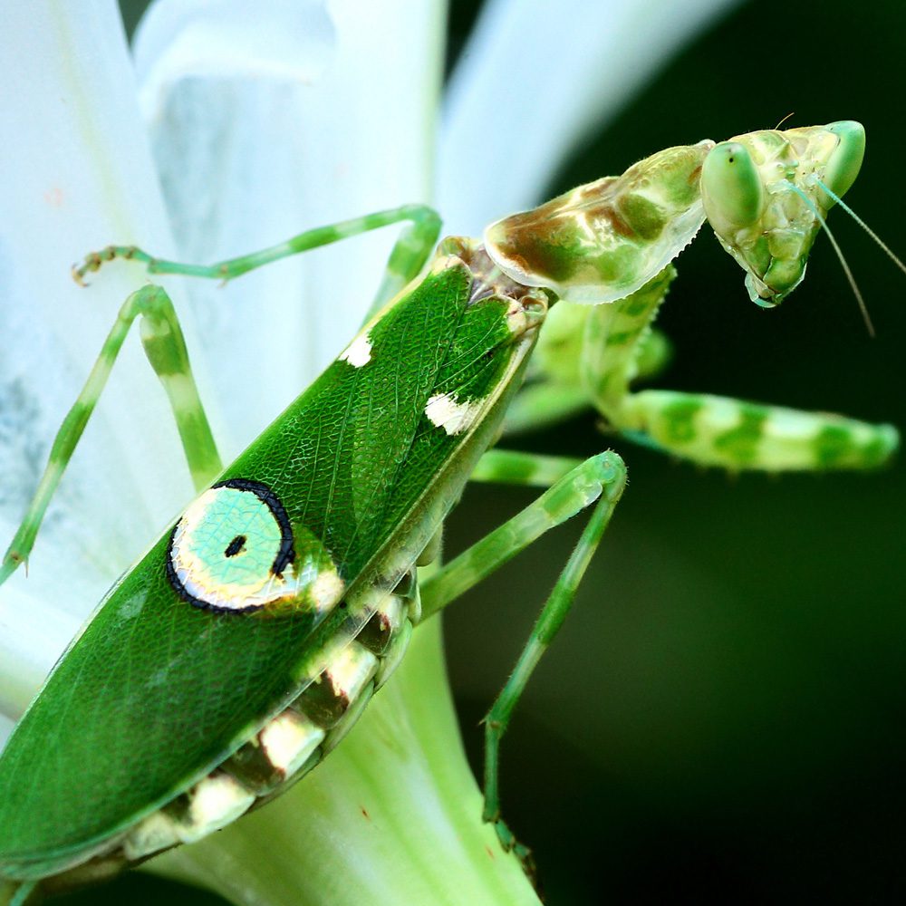 CB Flower Mantis (CY)