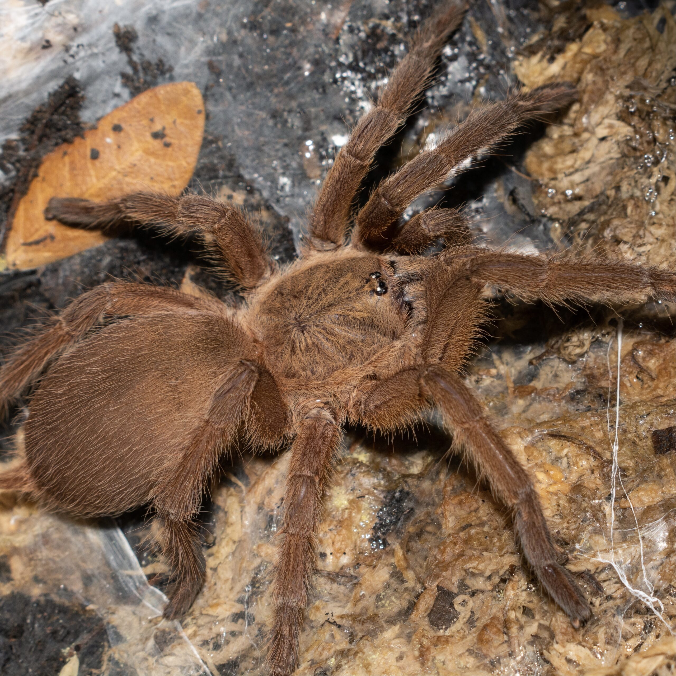 CB Asian Fawn Tarantula