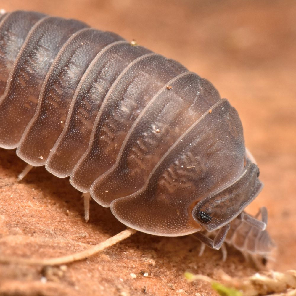 CB Orange Butt Isopod (Pack of 5)