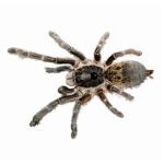CB 1cm STRAIGHT HORNED BABOON