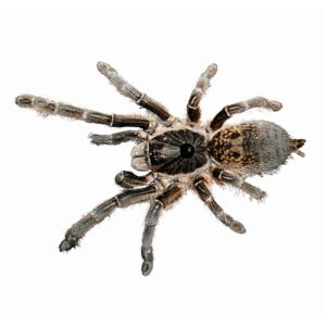 CB 1cm STRAIGHT HORNED BABOON