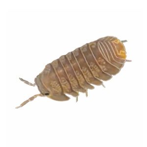 CB Cubaris murina Isopod "Glacier" (Pack of 5)