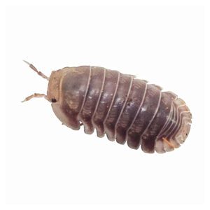 CB Cubaris sp Isopod "Penguin" (10 pack)