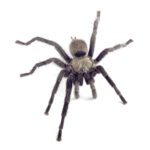 WC Middle East Black Tarantula