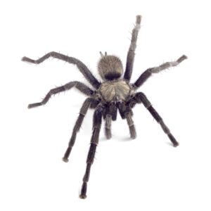 WC Middle East Black Tarantula