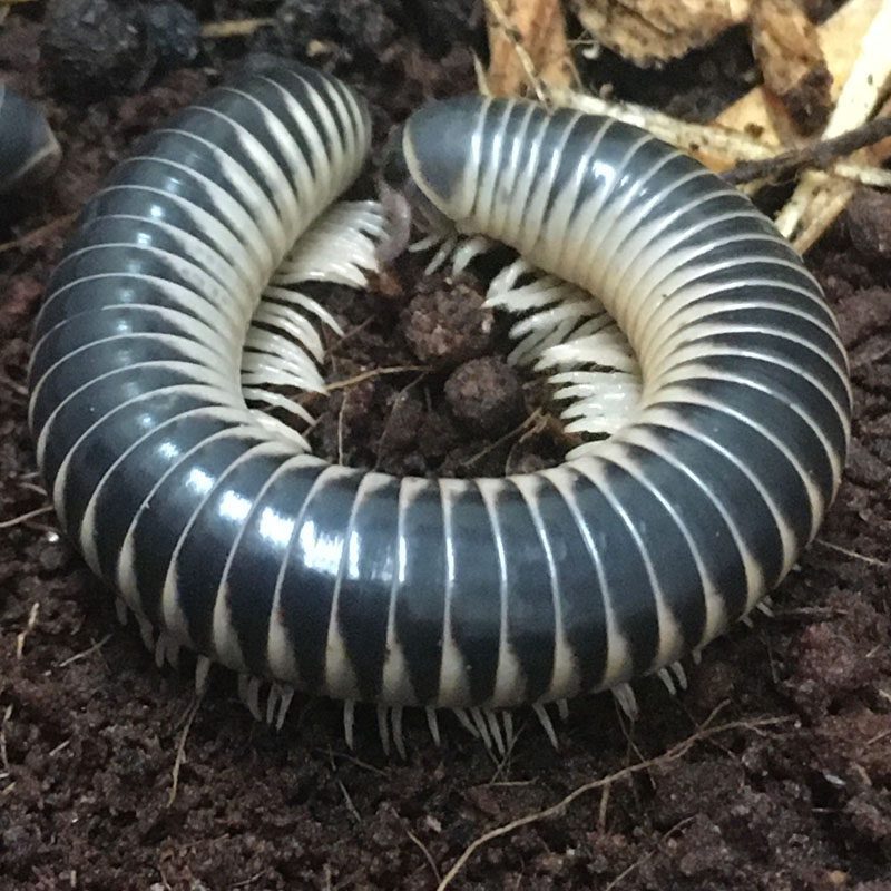 WC Florida Ivory Millipede