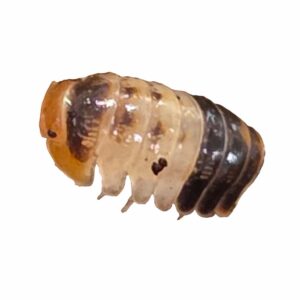 CB White Shark Isopods (Pack of 5)
