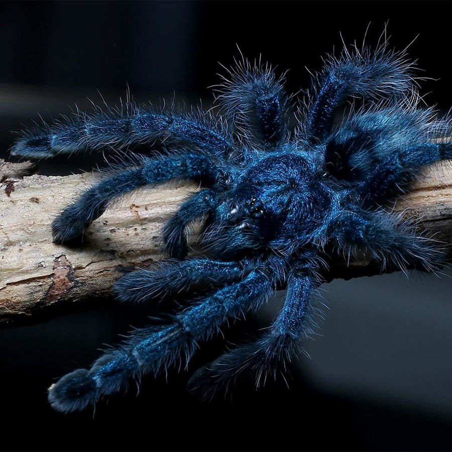 CB Spiderling Antilles Pink Toe Tarantula