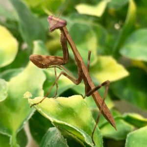 CB Dead Leaf Mantis (DT)
