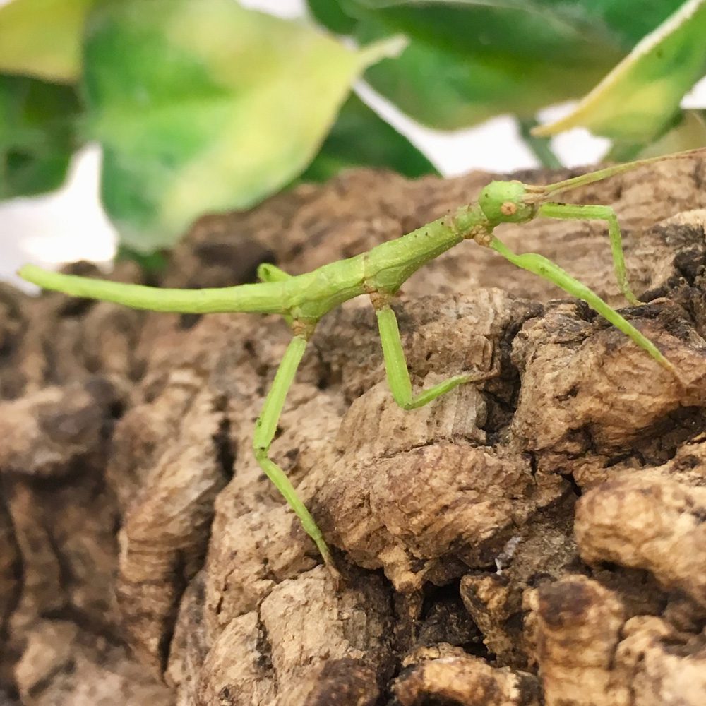 CB Giant Lime Green Stick Insect