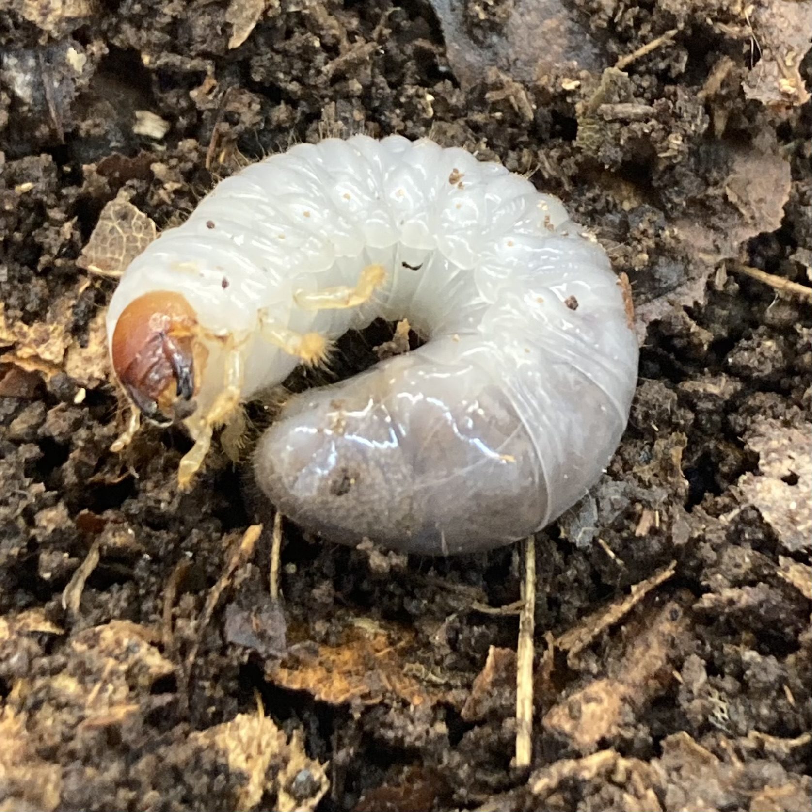 CB LARVAE Hercules beetle