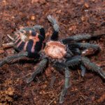CB 1cm Guatemalan Tiger Rump Tarantula