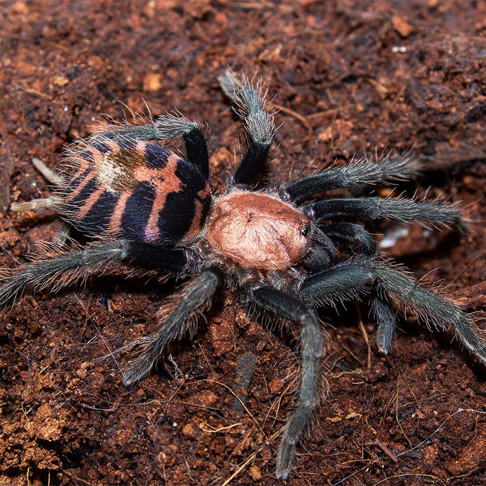 CB Guatemalan Tiger Rump Tarantula