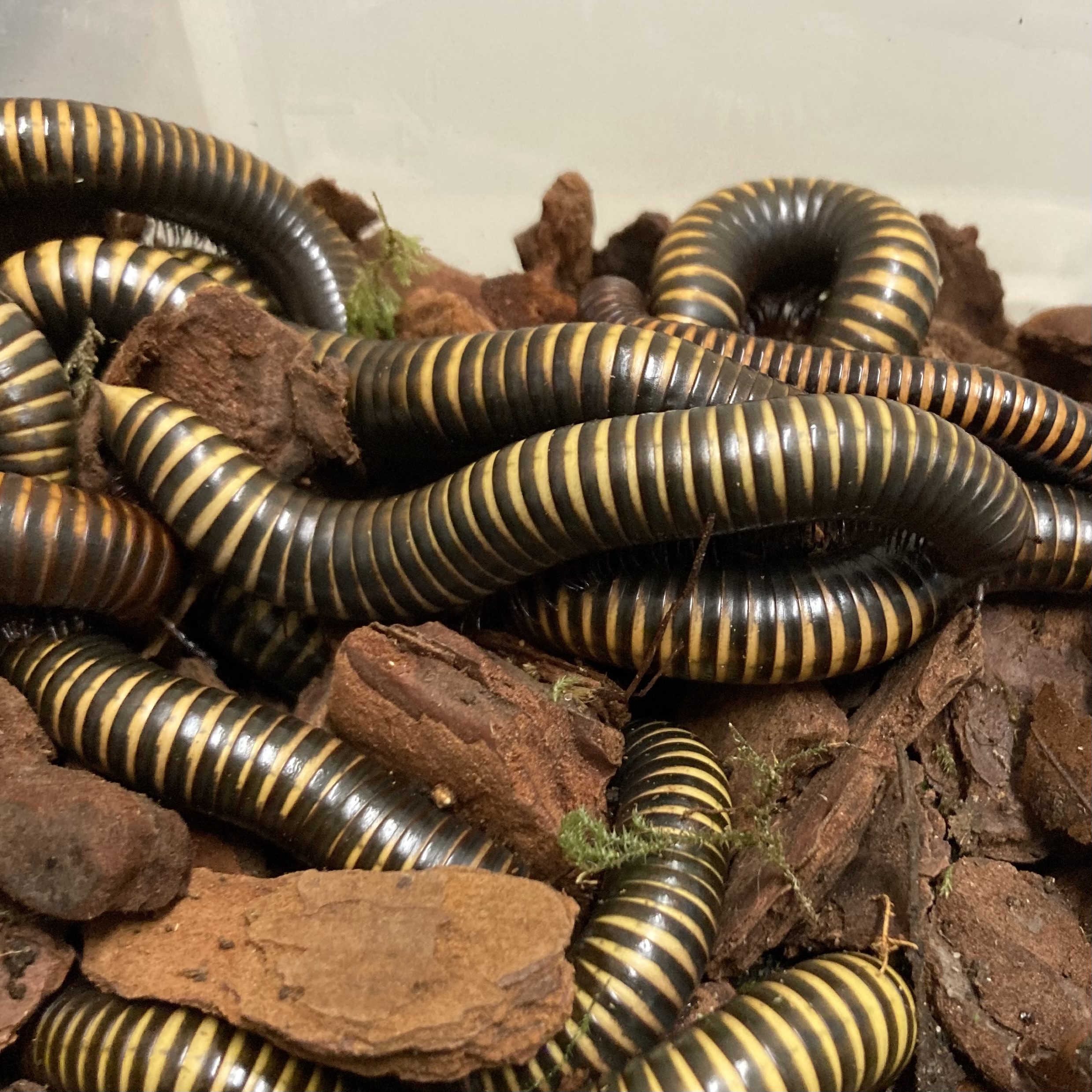 WC Spike Tail Millipede
