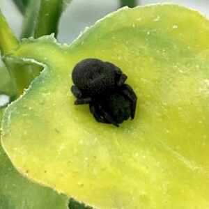 CB Ladybird Spider "MOROCCO"