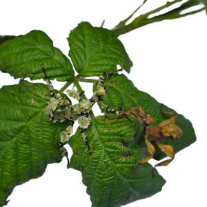 CB 4-7cm LICHEN Prickly Stick Insect Pair