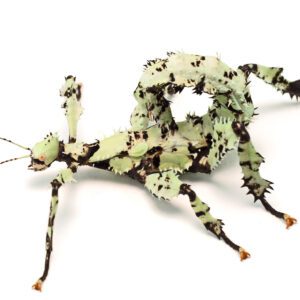 CB 4-7cm LICHEN Prickly Stick Insect Pair