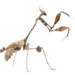 CB Wandering Violin Mantis (GG)