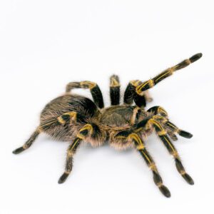 CB Spiderling Chaco Gold Knee Tarantula