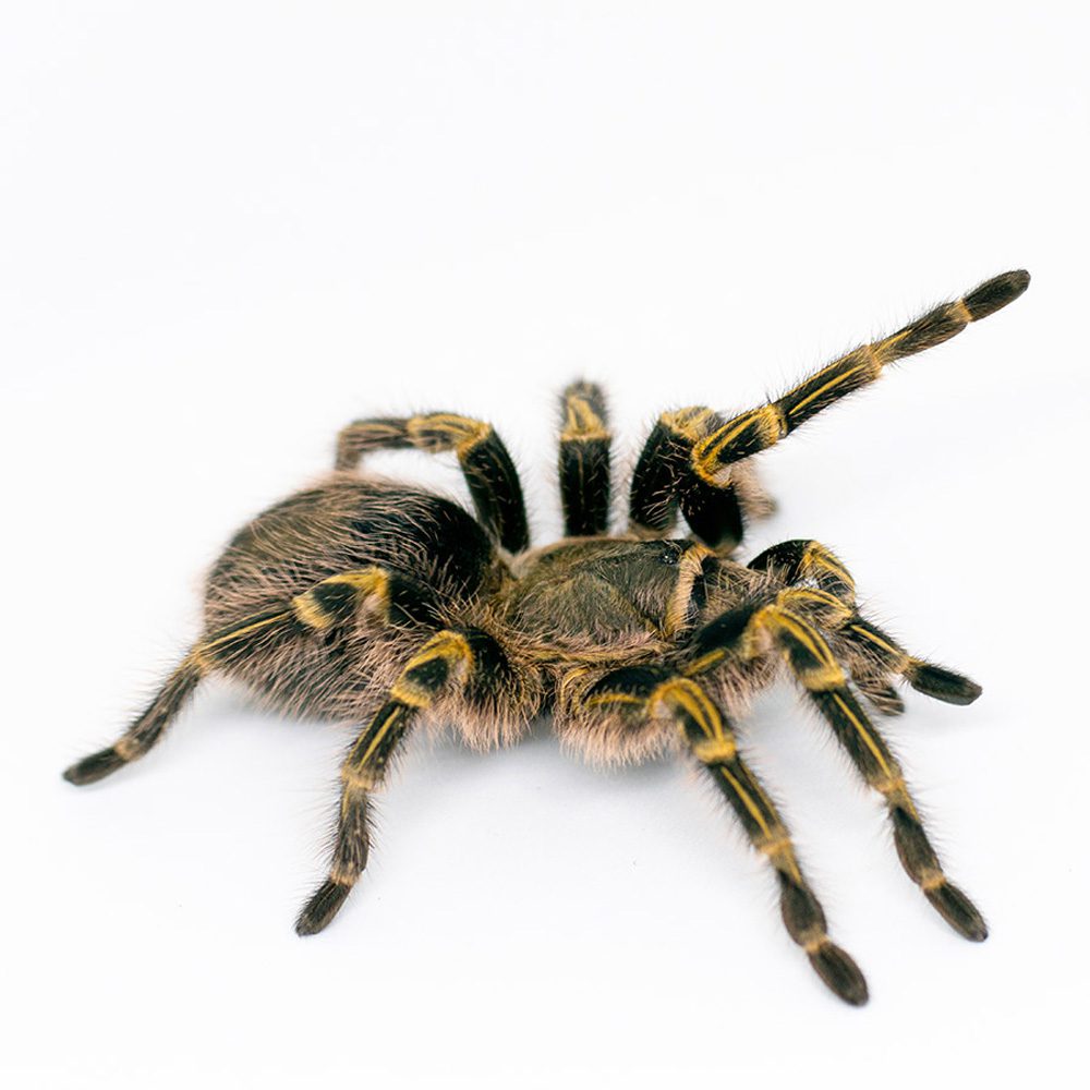 CB Spiderling Chaco Gold Knee Tarantula