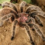 CB 1cm Chile Rose Tarantula