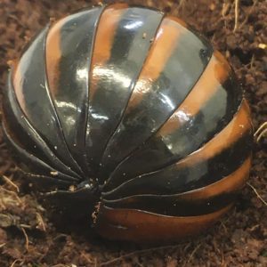 WC Chocolate Striped Pill Bug