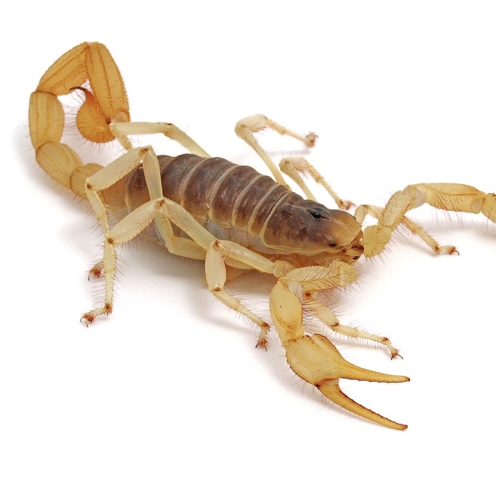 WC Desert Hairy Scorpion