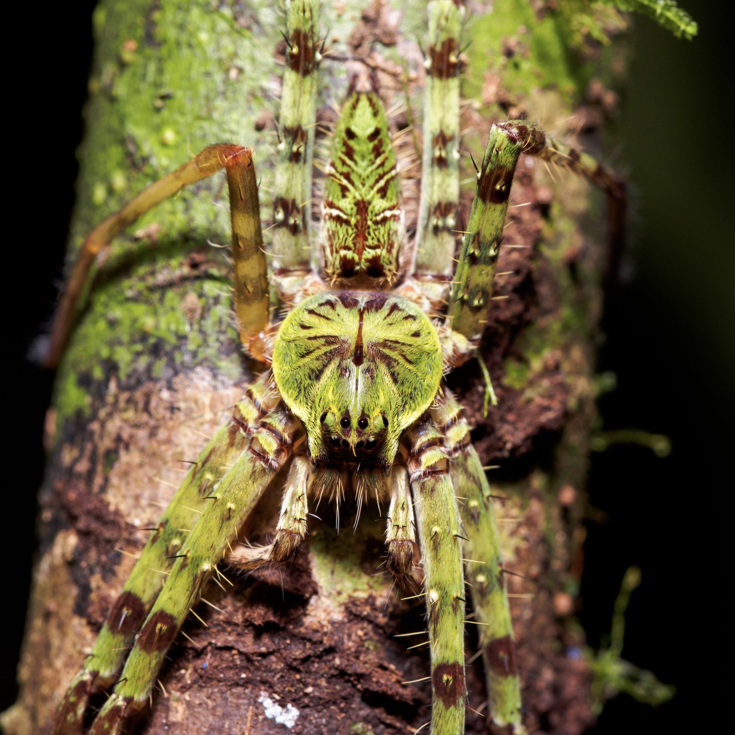 WC Green Huntsman Spider