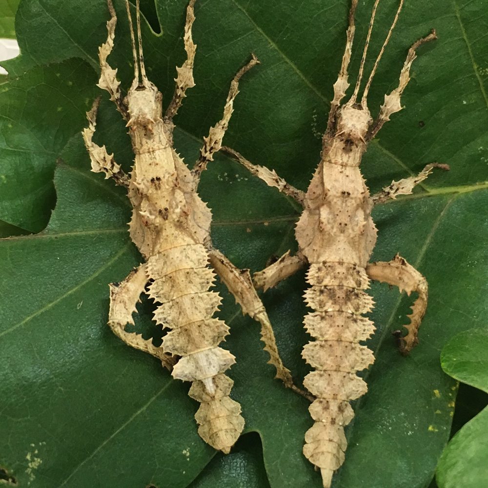 CB PAIR Jungle Nymphs