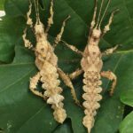 CB PAIR Jungle Nymphs