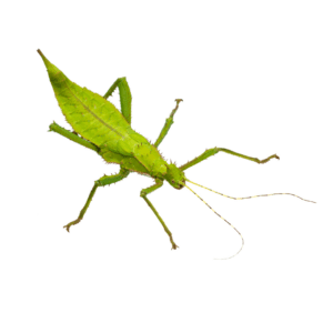 WC 13-15cm Giant Jungle Nymph