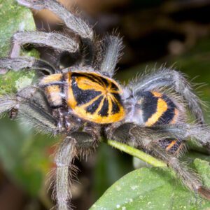 CB Pumpkin Patch Tarantula