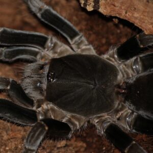 WC Cameroon Red Baboon Tarantula