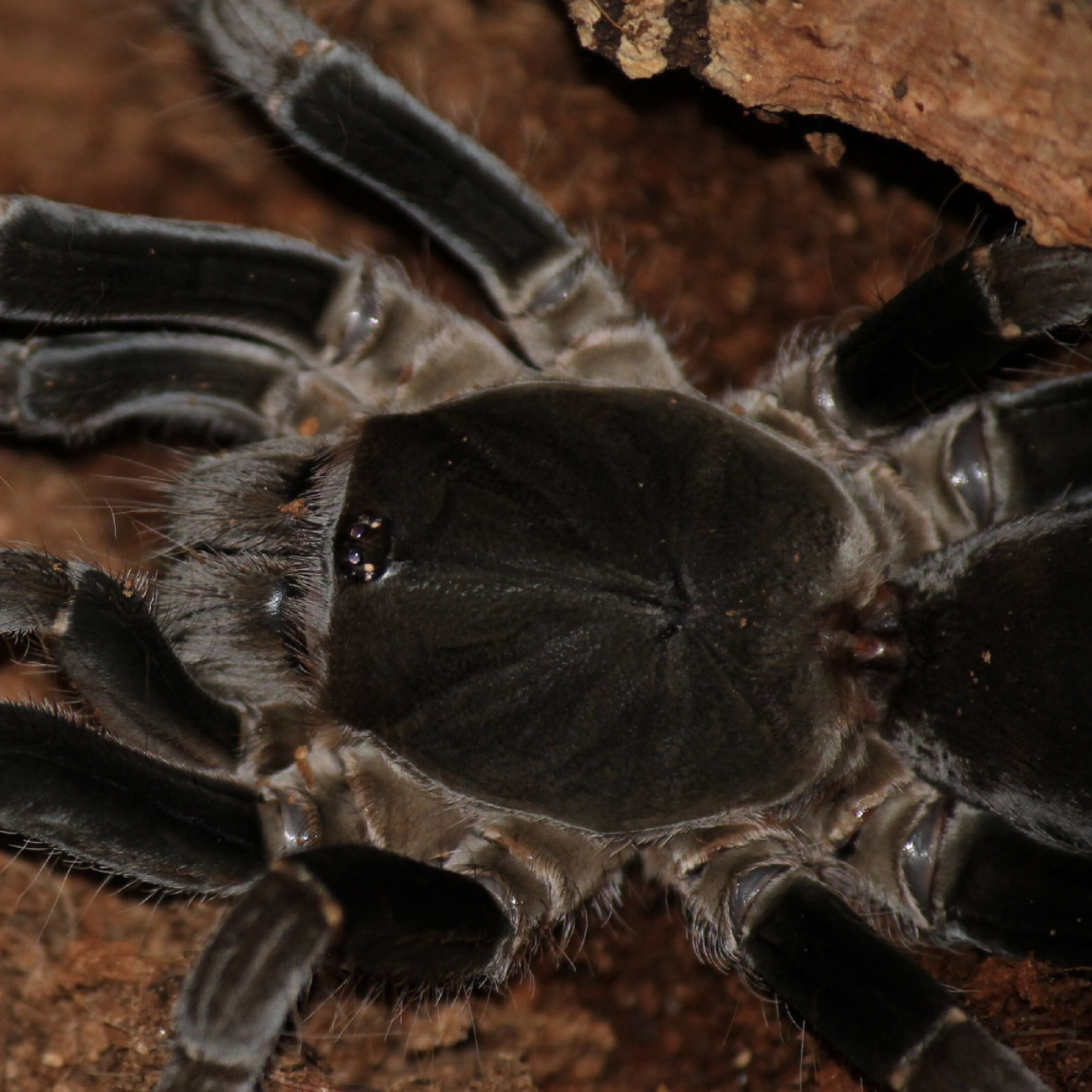 WC Cameroon Red Baboon Tarantula WC Cameroon Red Baboon Tarantula