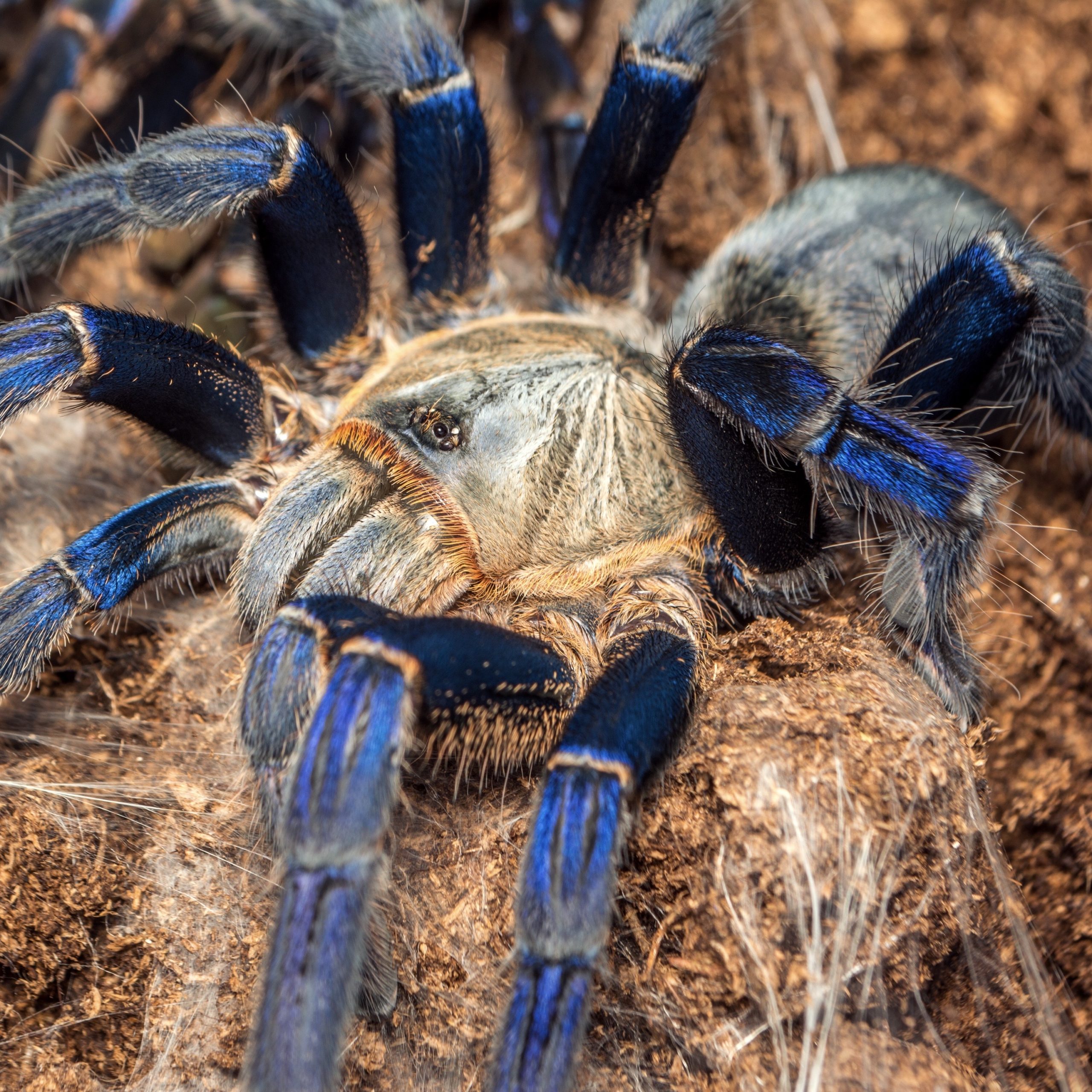 CB 3cm Cobalt Blue Tarantula