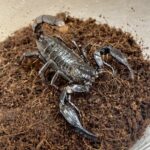 WC Vietnam Forest Scorpion