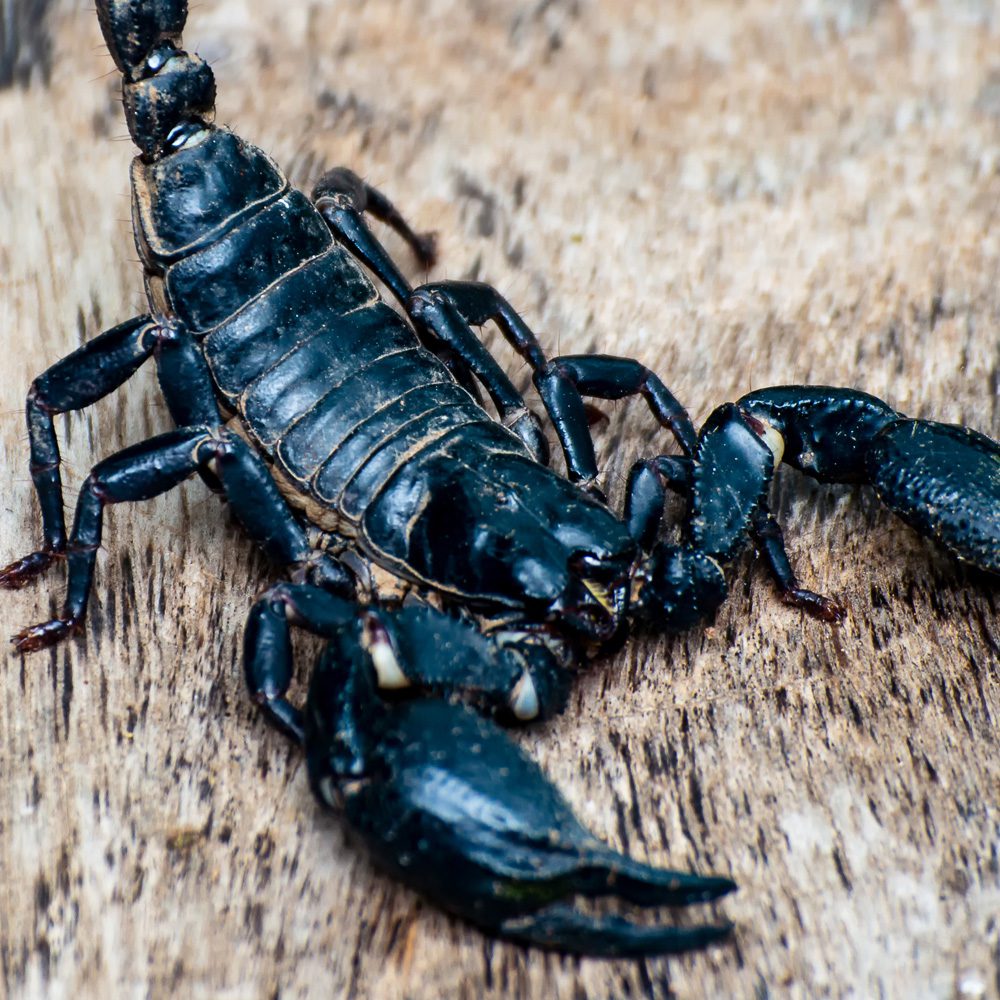 WC Asian Jungle Scorpion