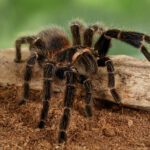 CB Salmon Pink Tarantula (2-3cm)