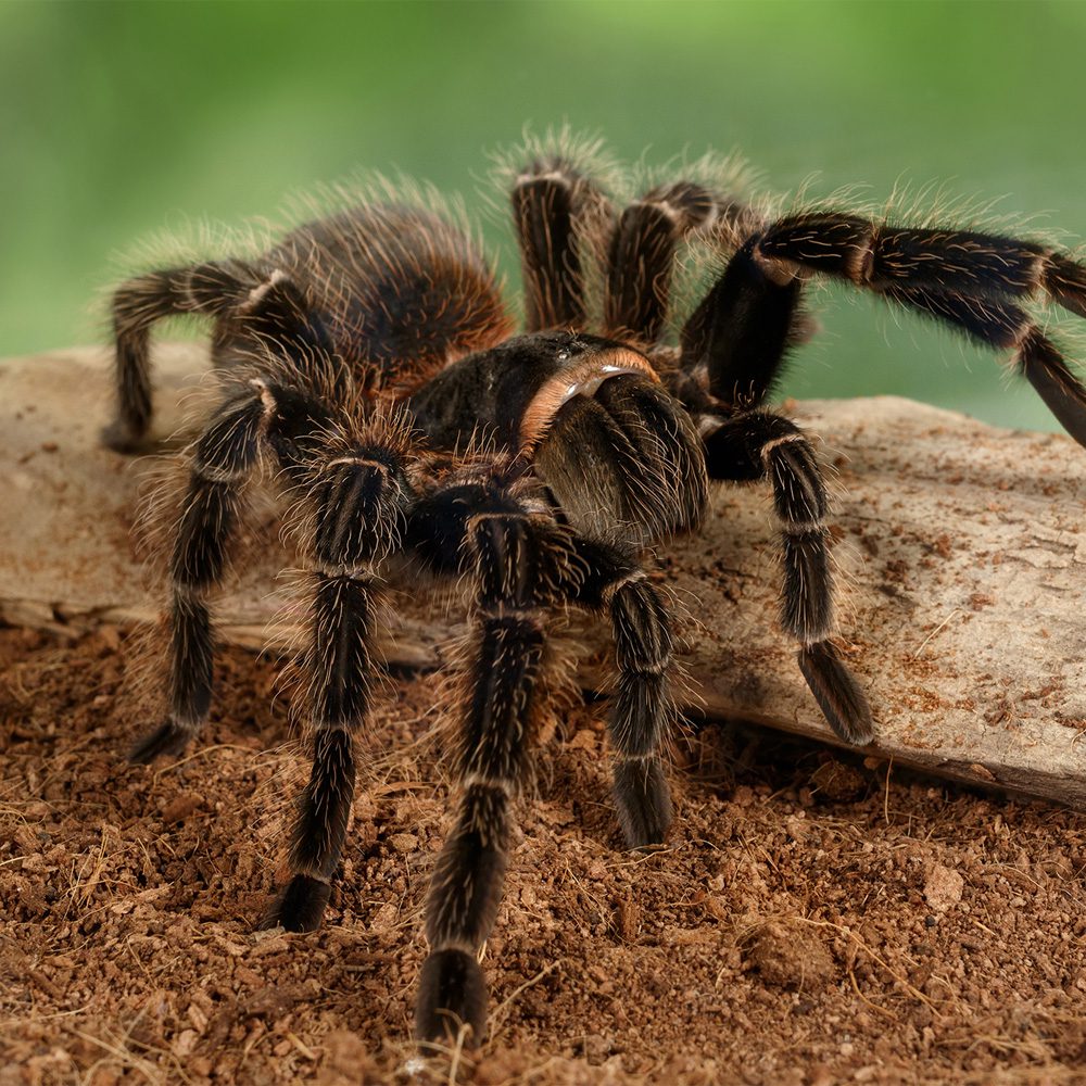 CB Salmon Pink Tarantula (2-3cm)