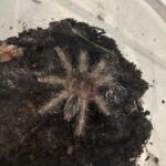 CB 1-2cm Purple Earth Tiger Tarantula