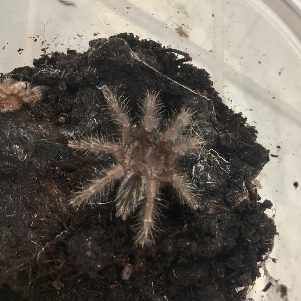 CB Purple Earth Tiger Tarantula