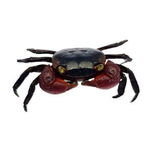 WC Red Apple Crab